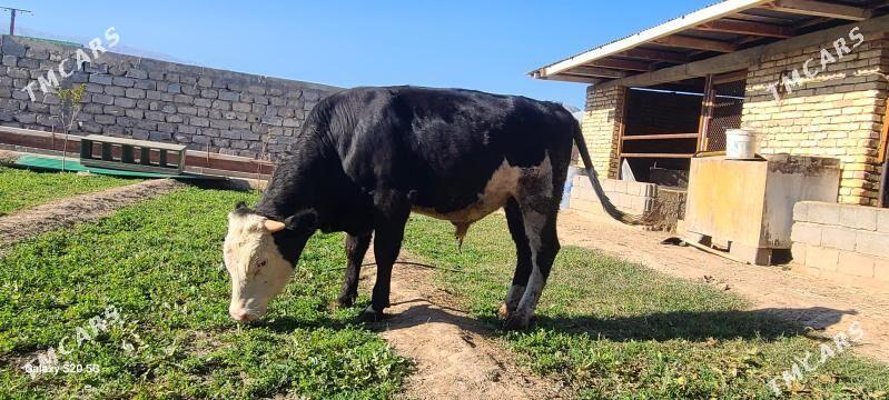 ÖKÜZ - Bagyr - img 2