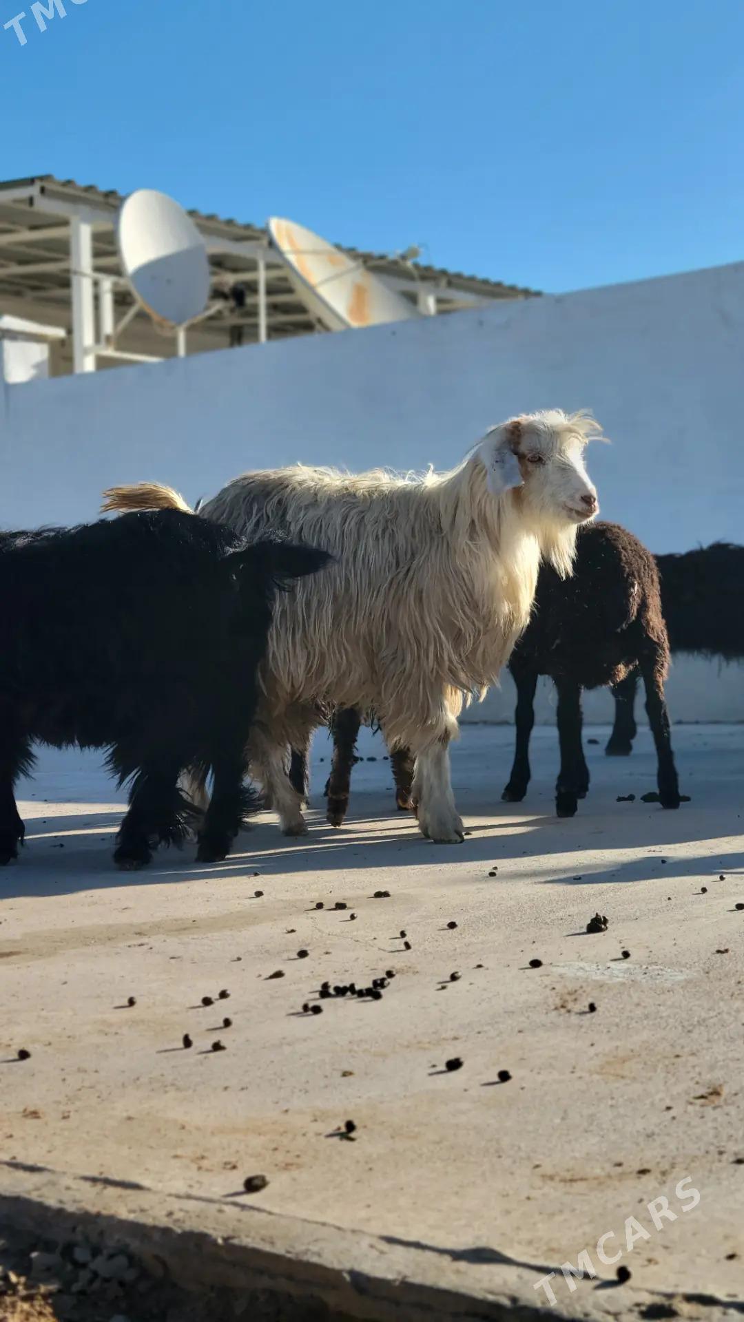 cebis geci goyun - Ак-Бугдайский этрап - img 5
