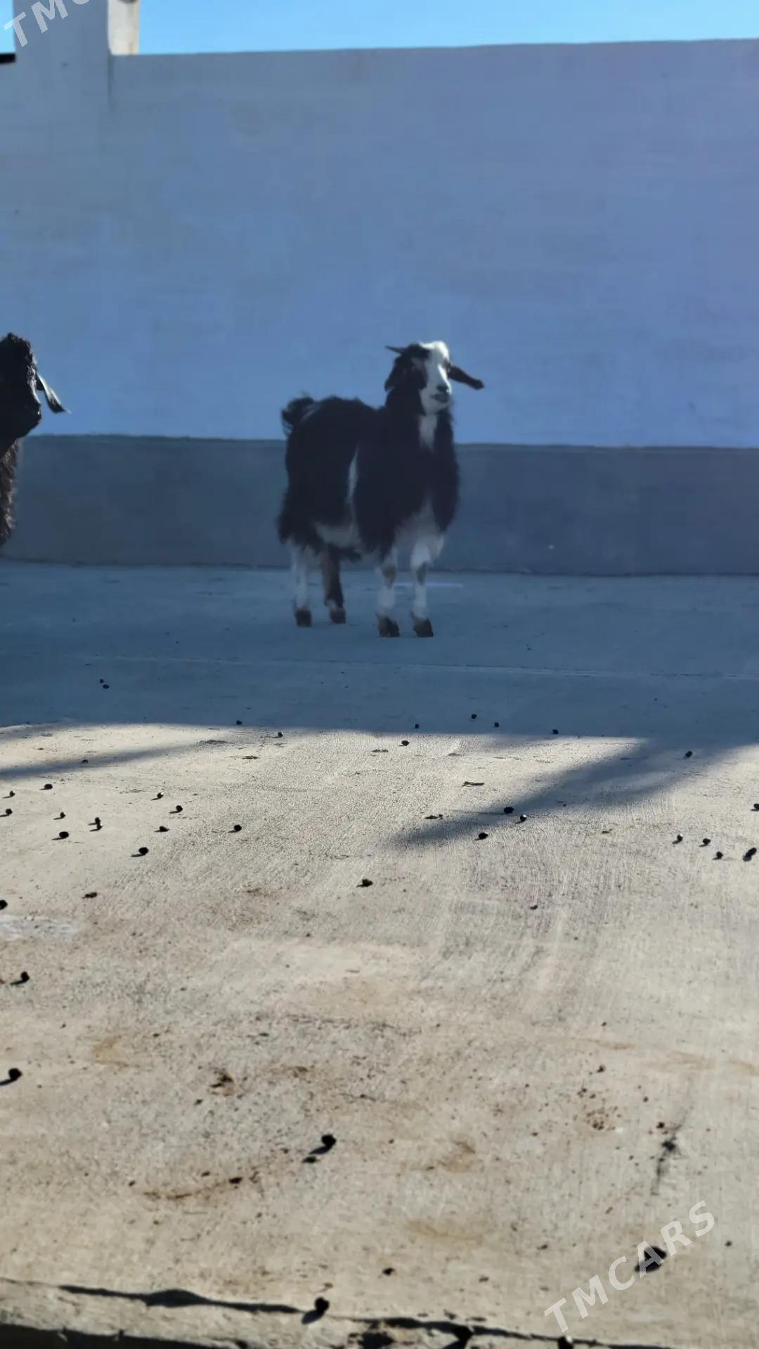 cebis geci goyun - Ак-Бугдайский этрап - img 2