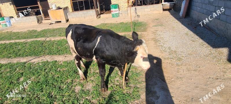 ÖKÜZ - Bagyr - img 3