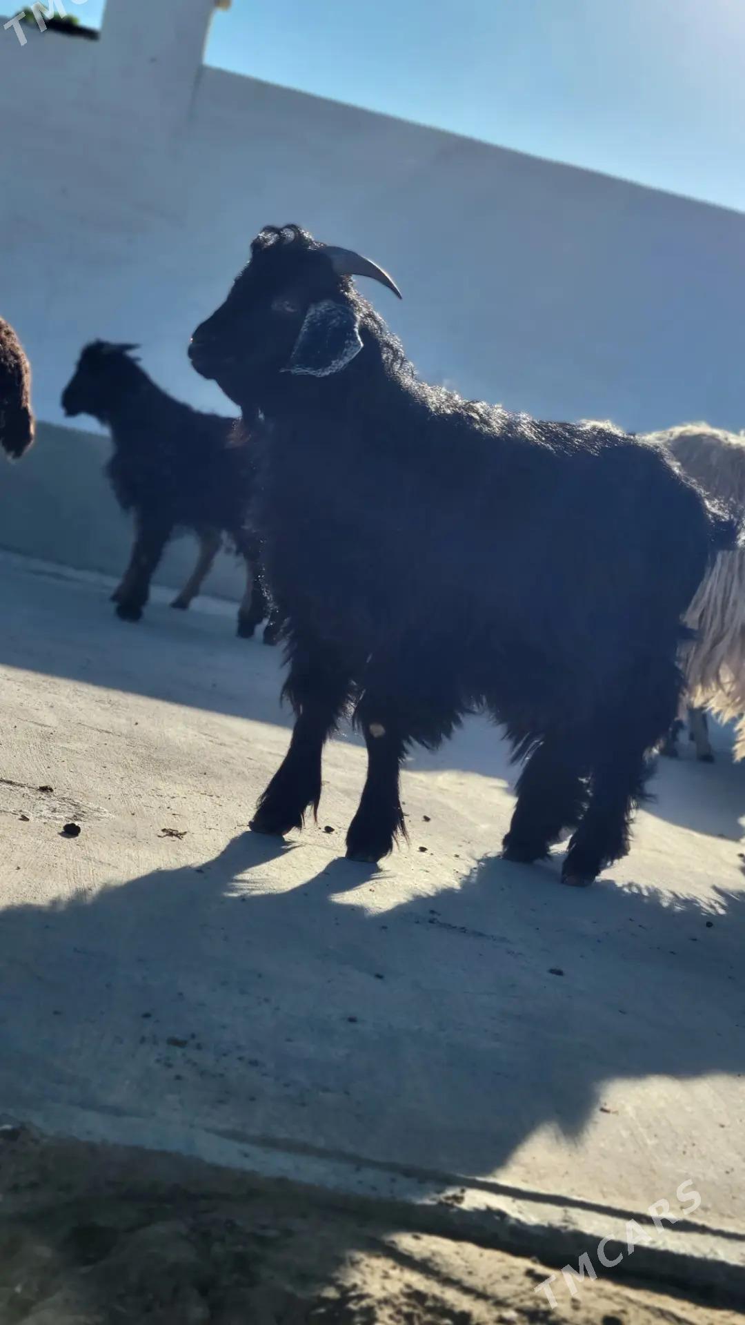 cebis geci goyun - Ак-Бугдайский этрап - img 4