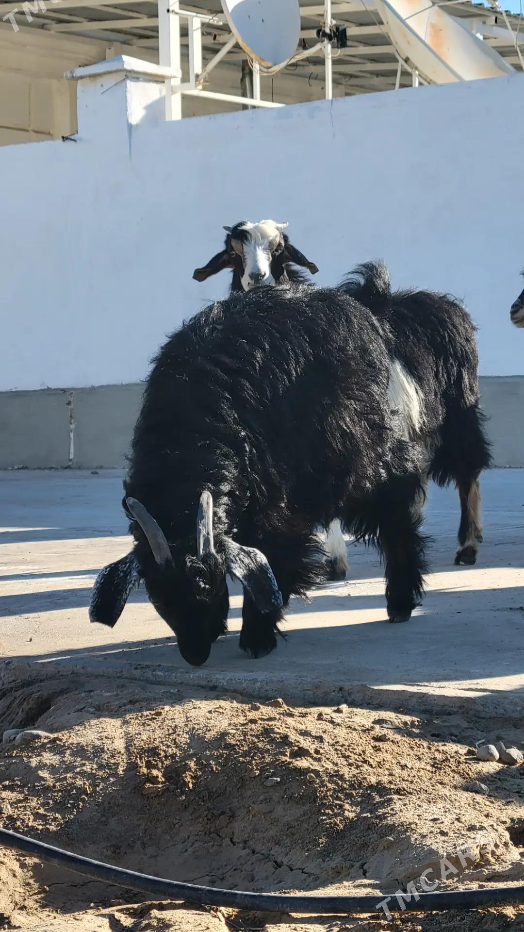 cebis geci goyun - Ак-Бугдайский этрап - img 3