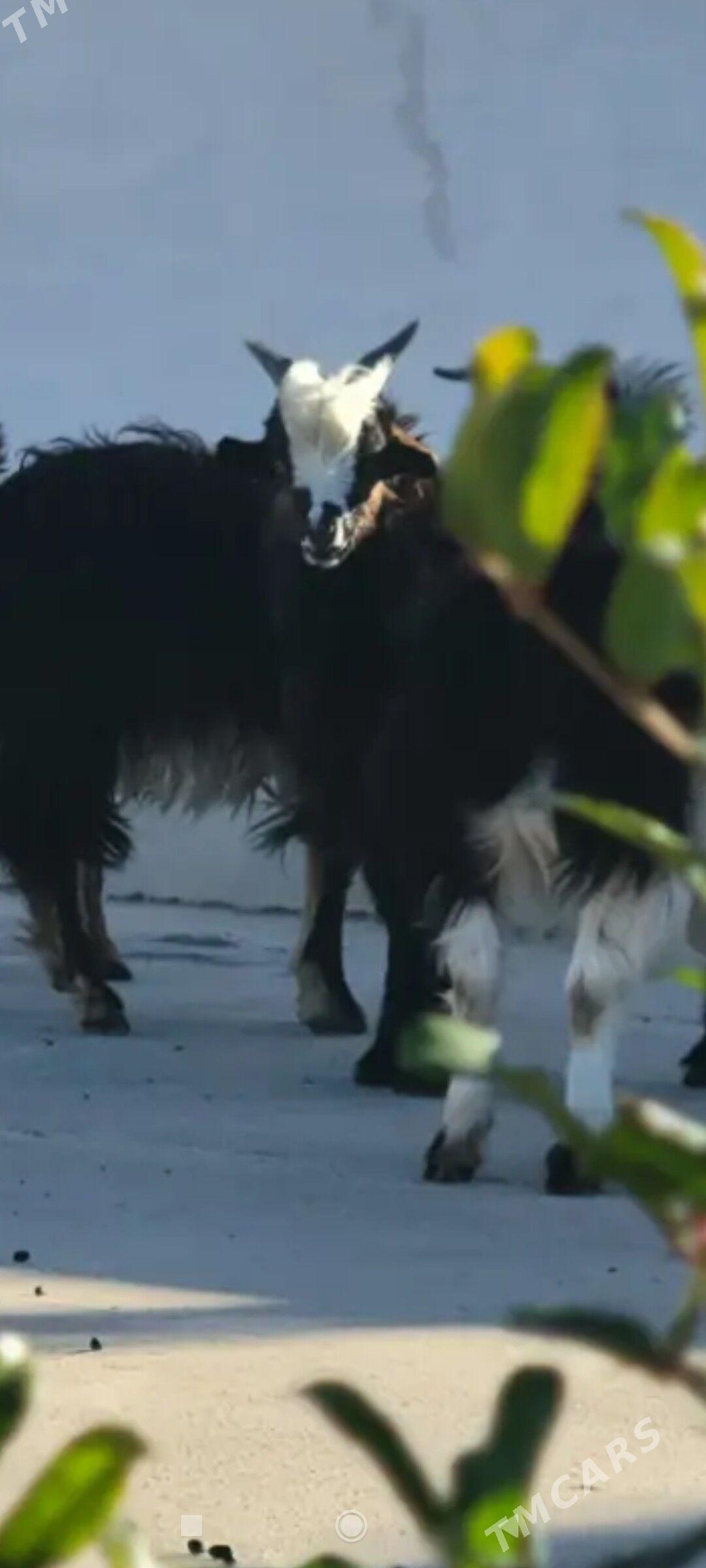 cebis geci goyun - Ак-Бугдайский этрап - img 7