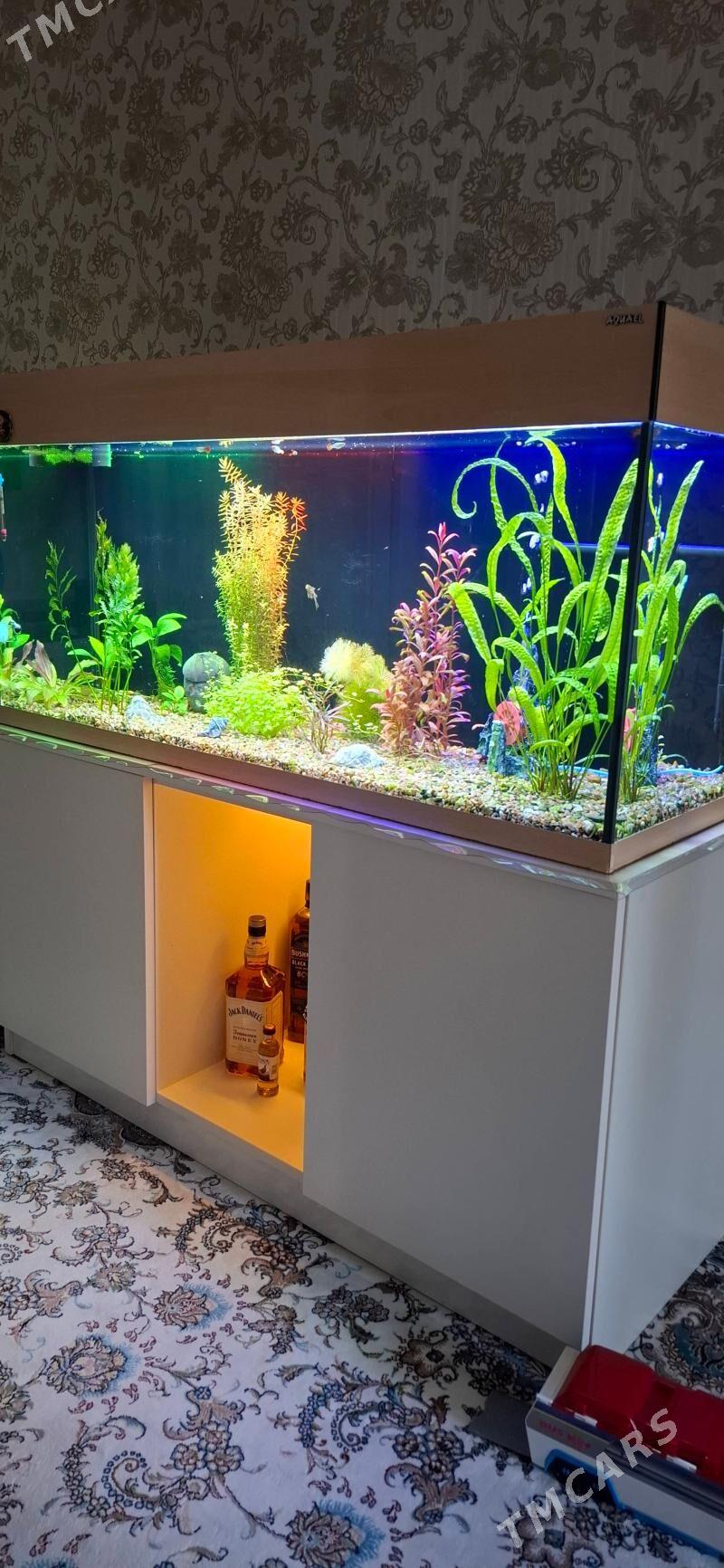 aquael - Ашхабад - img 5