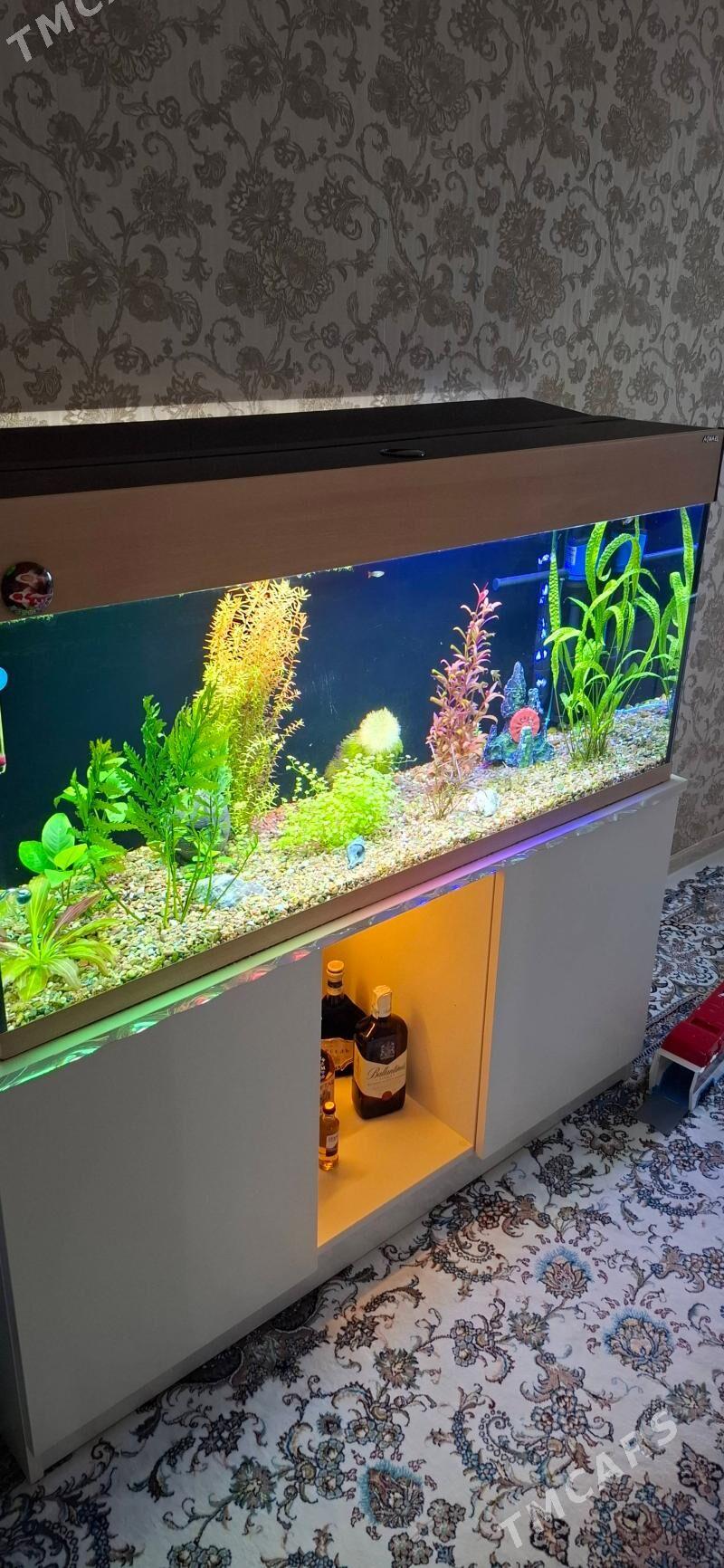 aquael - Ашхабад - img 4