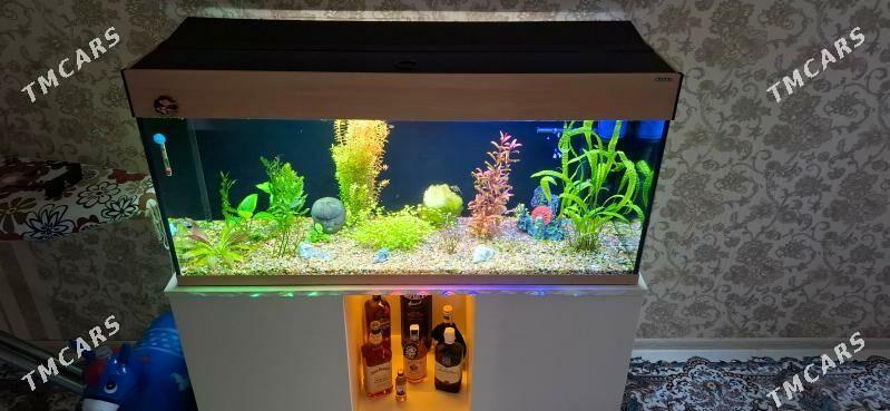 aquael - Ашхабад - img 3