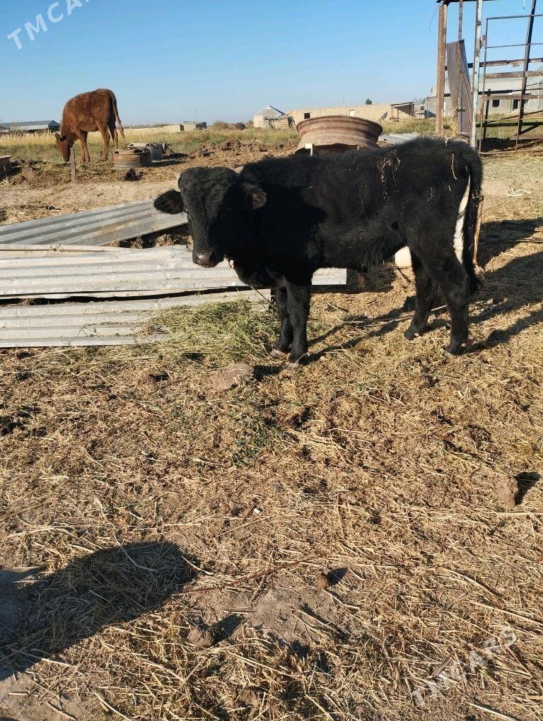 okuz.goleli.sygyr. - Байрамали - img 9