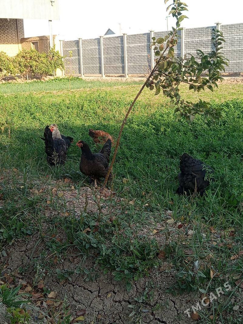 ARSSA Tohum Brama - Mary - img 2