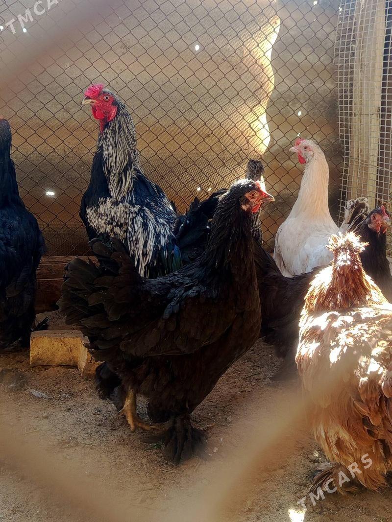 ARSSA Tohum Brama - Mary - img 3