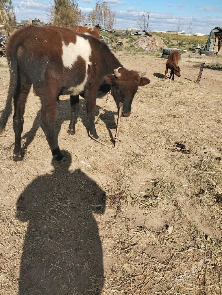 okuz.goleli.sygyr. - Байрамали - img 6