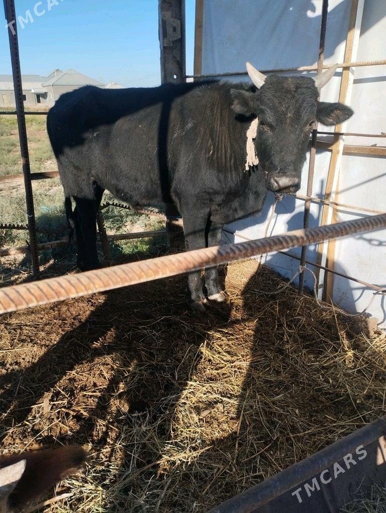 okuz.goleli.sygyr. - Байрамали - img 2