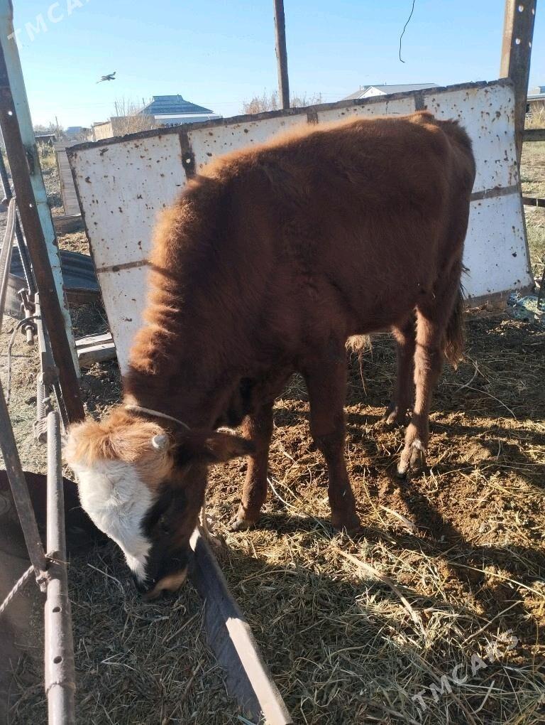 okuz.goleli.sygyr. - Байрамали - img 1