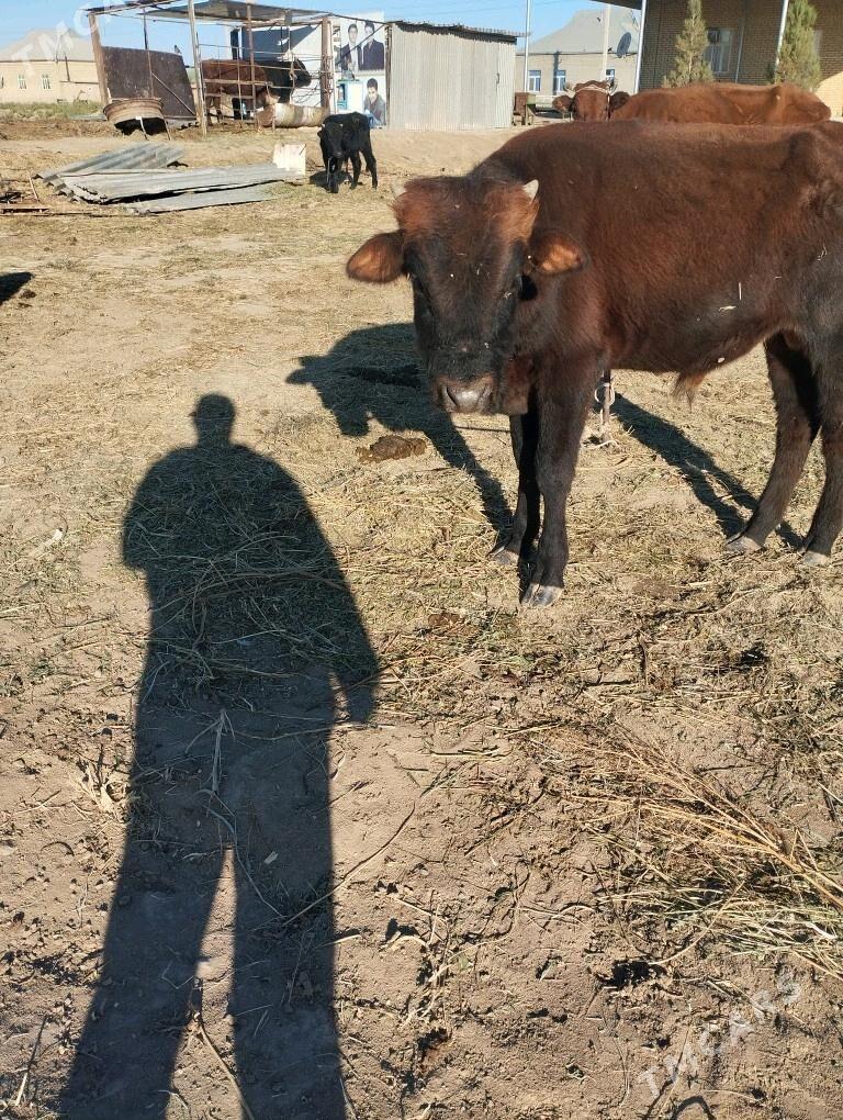 okuz.goleli.sygyr. - Байрамали - img 7