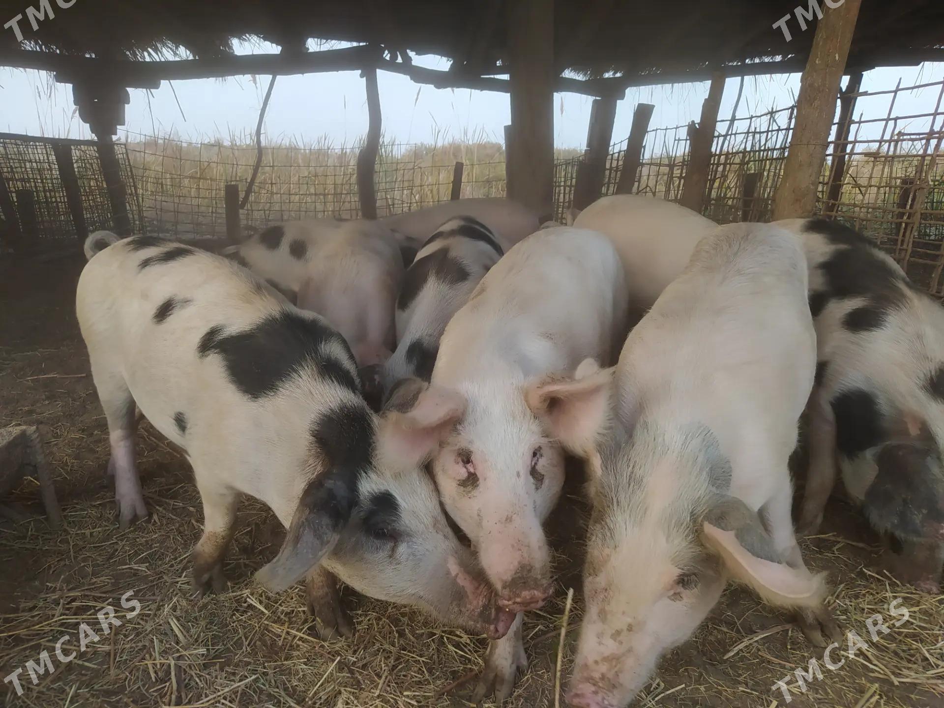 donuz - Ходжамбаз - img 1