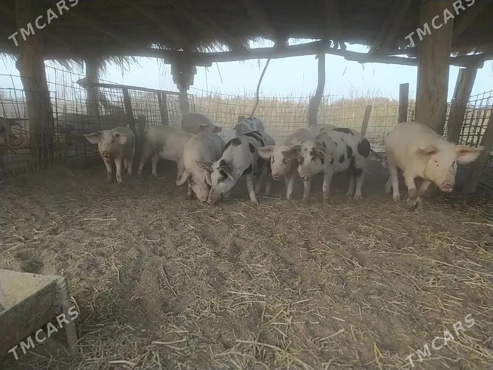 donuz - Ходжамбаз - img 2