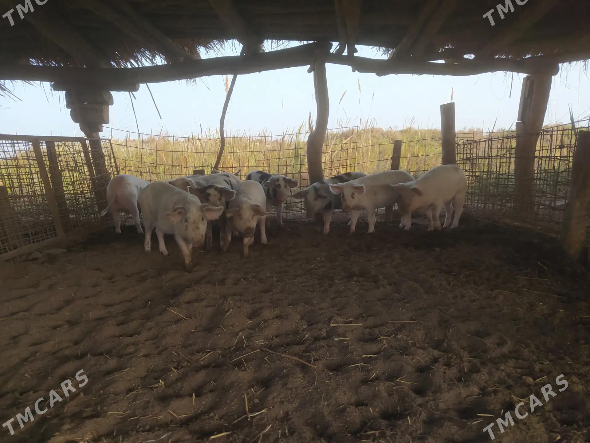 donuz - Ходжамбаз - img 3