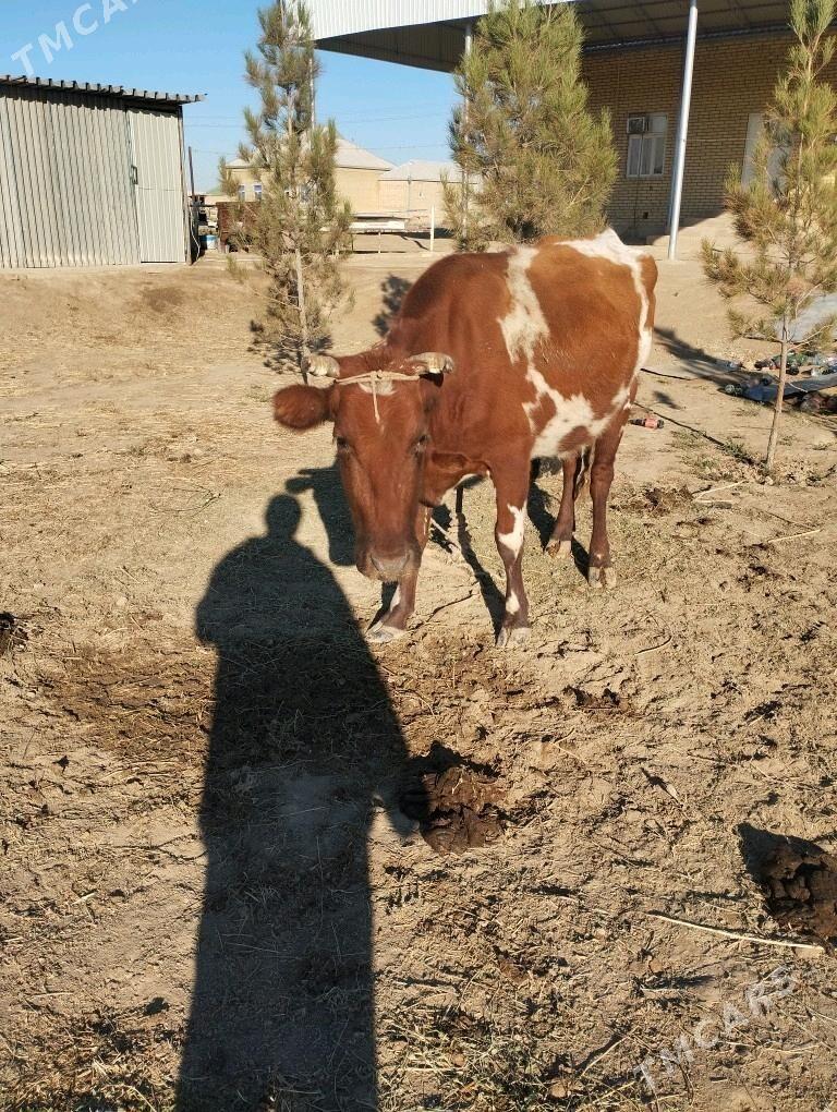 okuz.goleli.sygyr. - Байрамали - img 3