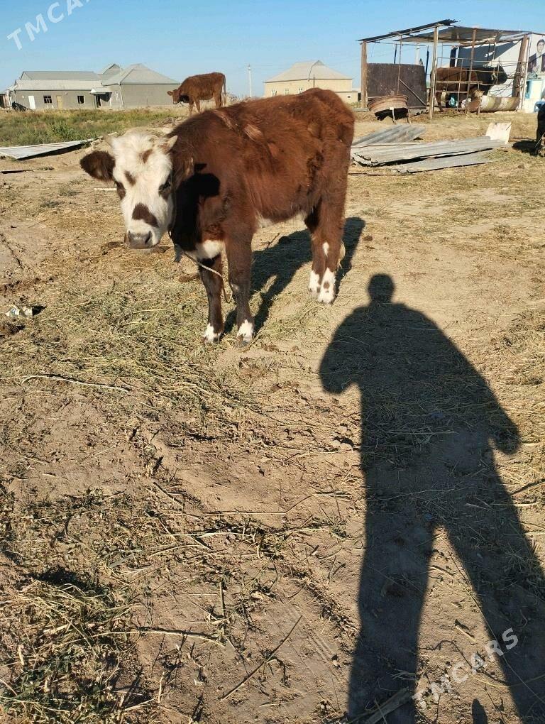 okuz.goleli.sygyr. - Байрамали - img 5