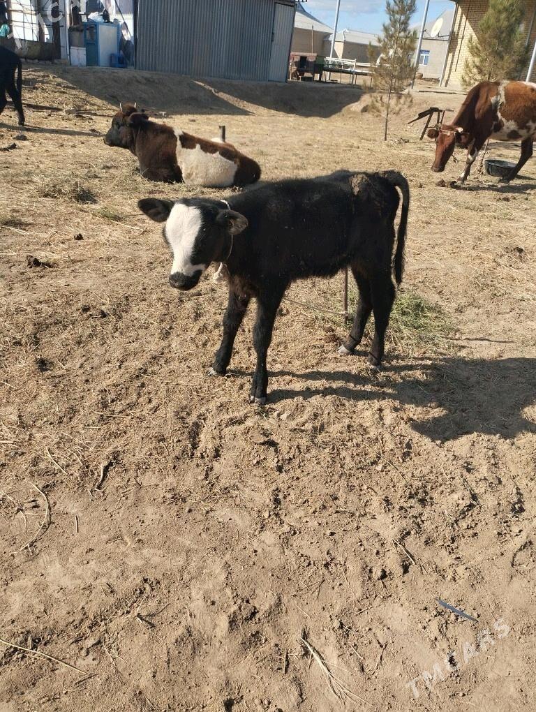 okuz.goleli.sygyr. - Байрамали - img 10