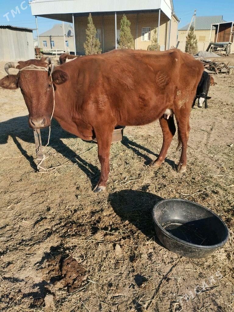 okuz.goleli.sygyr. - Байрамали - img 8