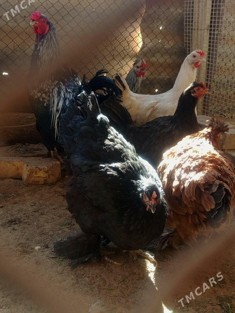 ARSSA Tohum Brama - Mary - img 4