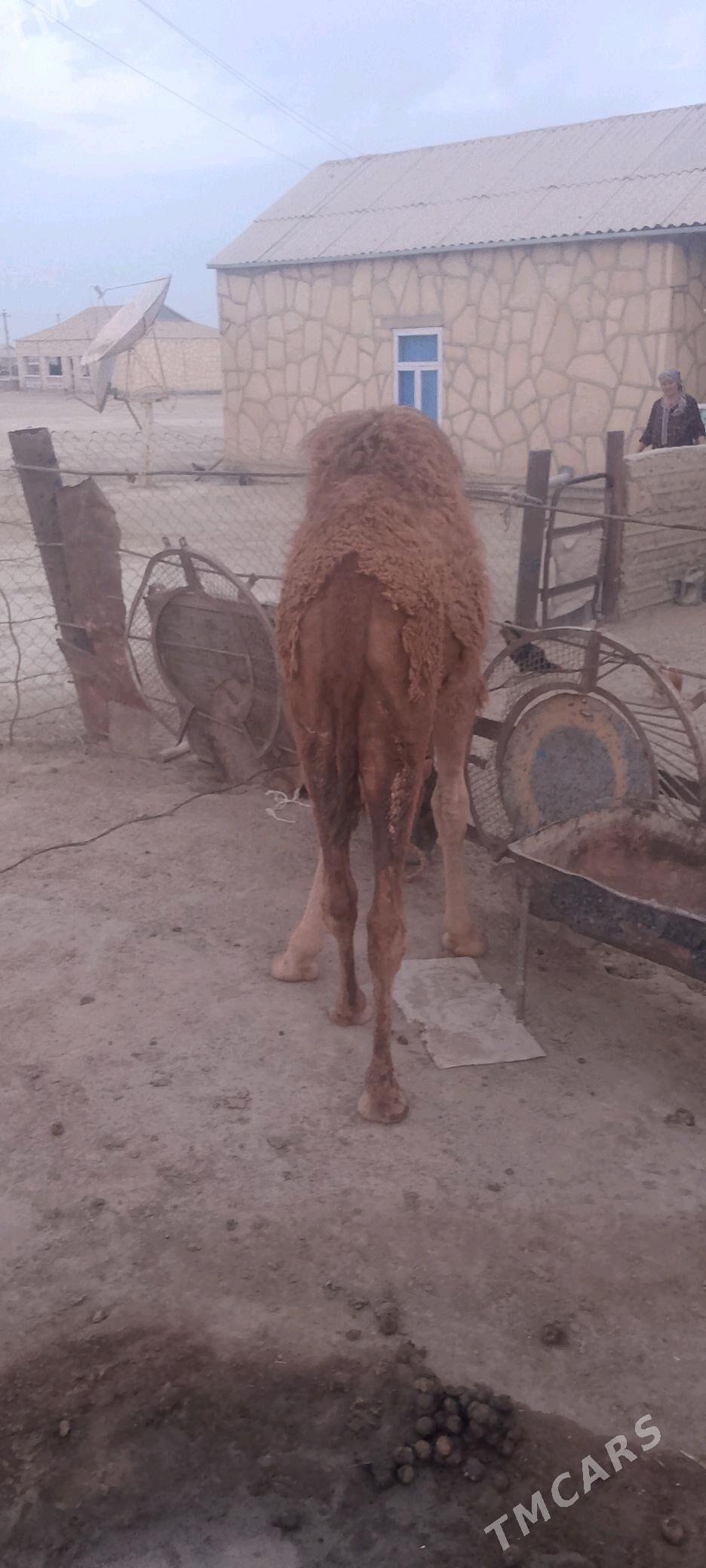 дуйе - Эсенгулы - img 2