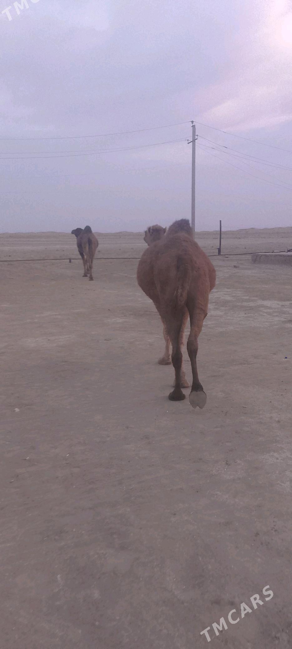 дуйе - Эсенгулы - img 1