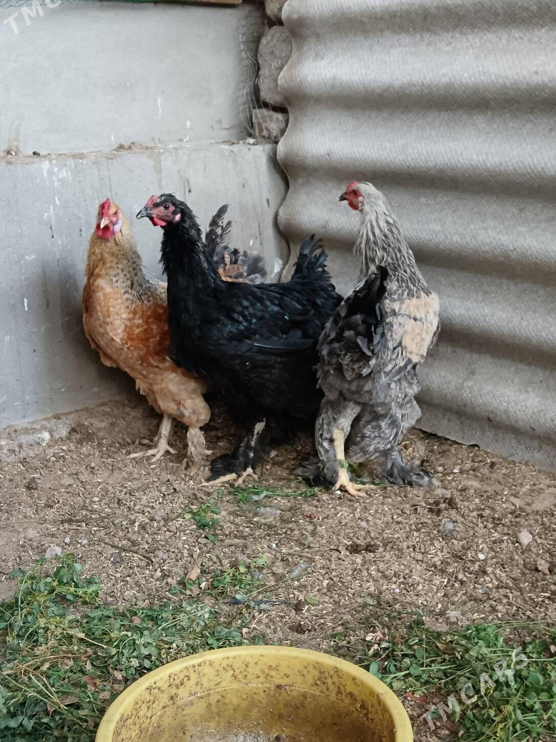 Gigan horazlar 8ay. obmen bar - Bagyr - img 3