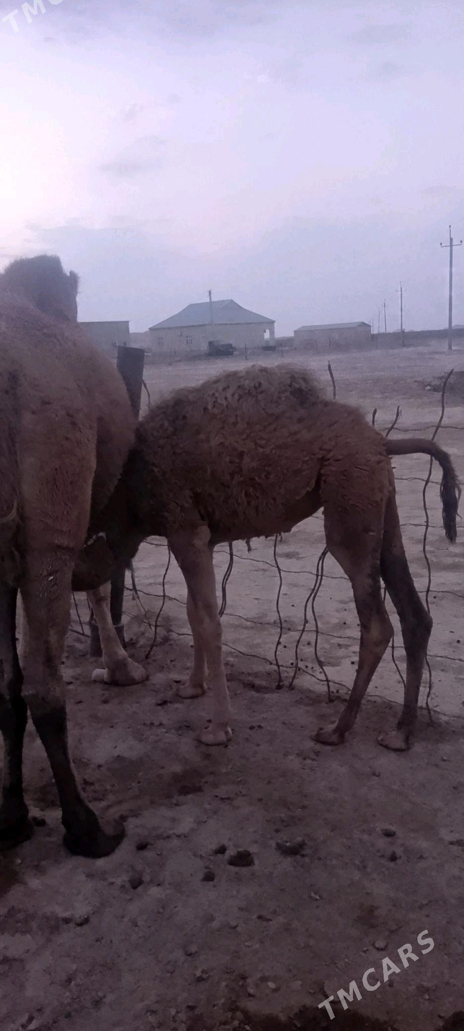 дуйе - Эсенгулы - img 4