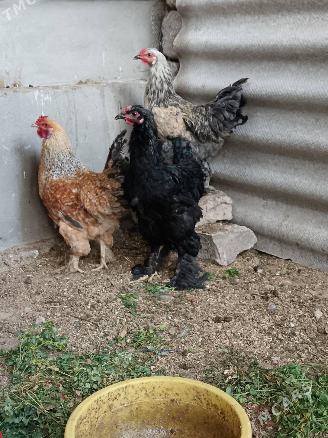 Gigan horazlar 8ay. obmen bar - Bagyr - img 2