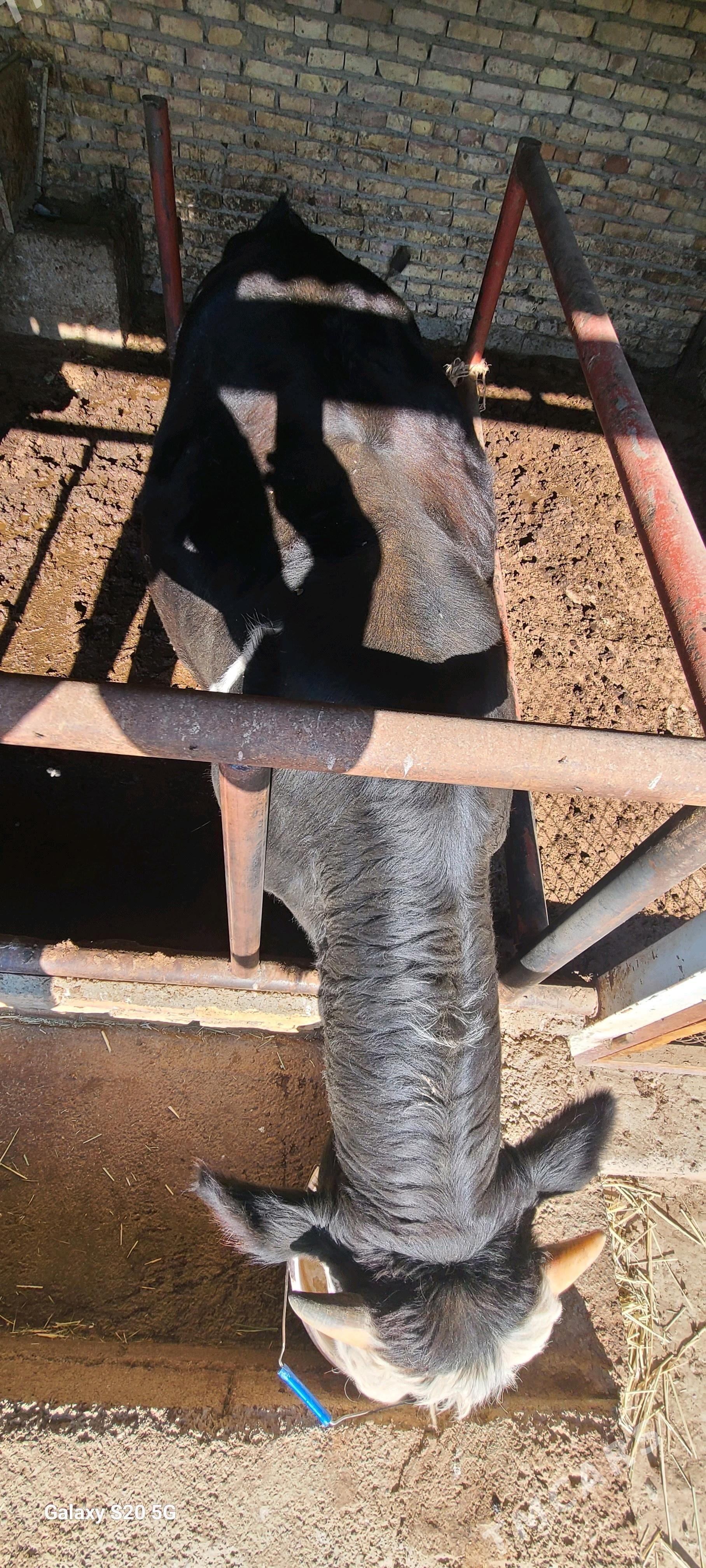 ÖKÜZ - Bagyr - img 4