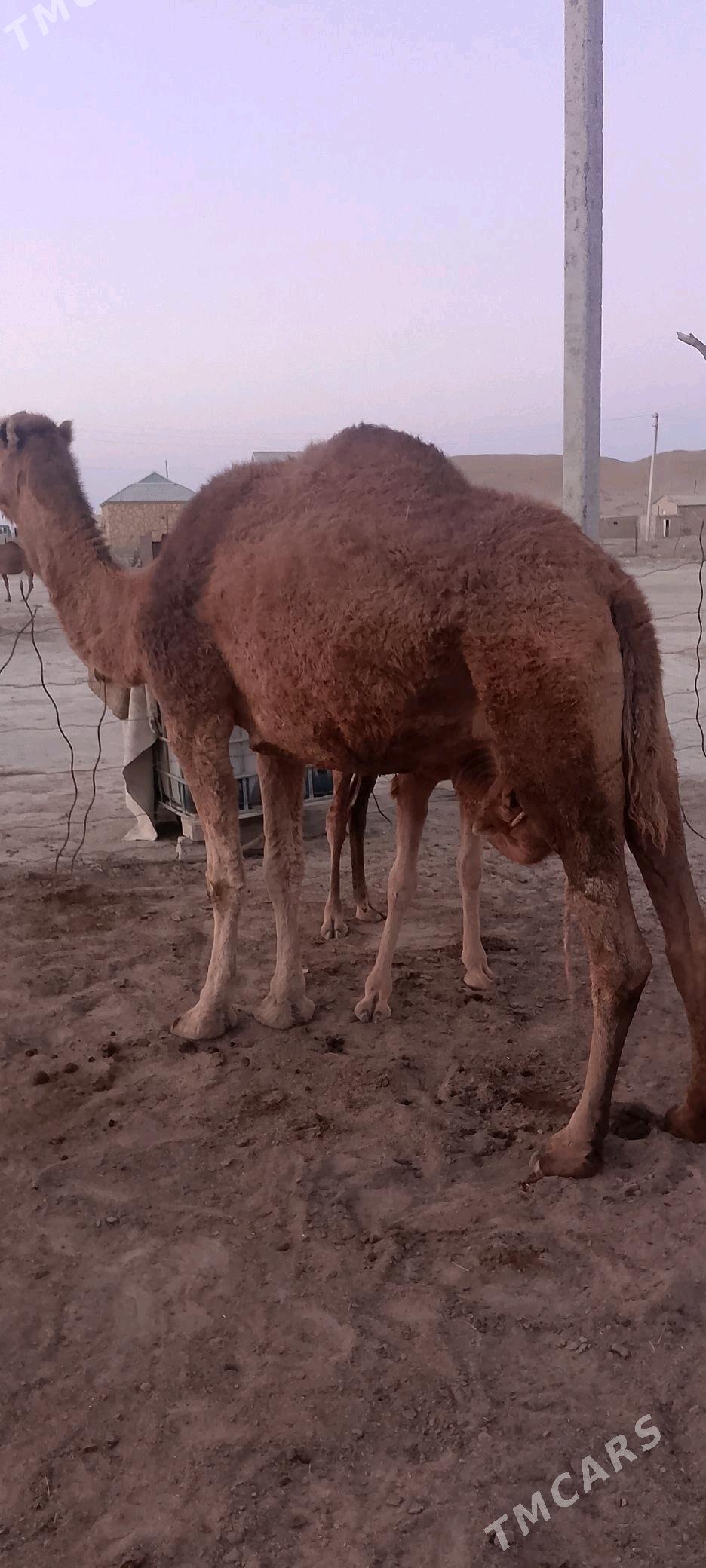 дуйе - Эсенгулы - img 3