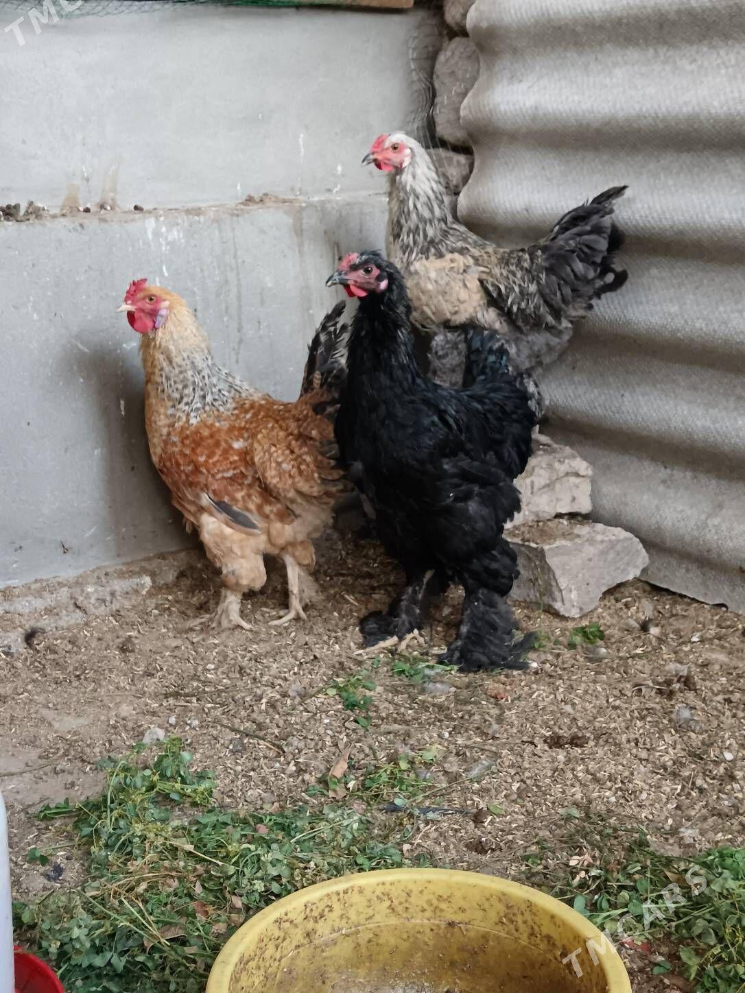 Gigan horazlar 8ay. obmen bar - Bagyr - img 7