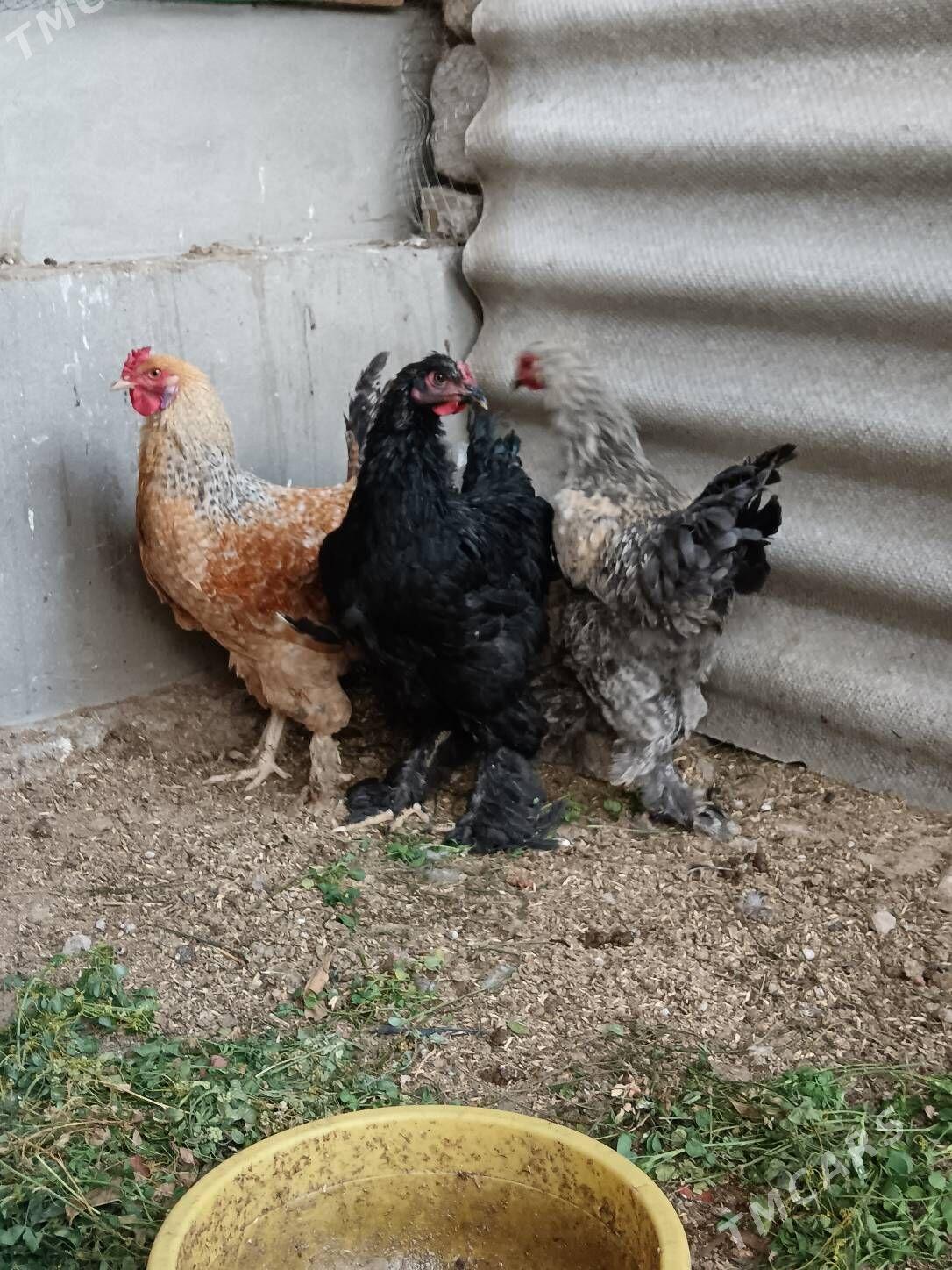 Gigan horazlar 8ay. obmen bar - Bagyr - img 5