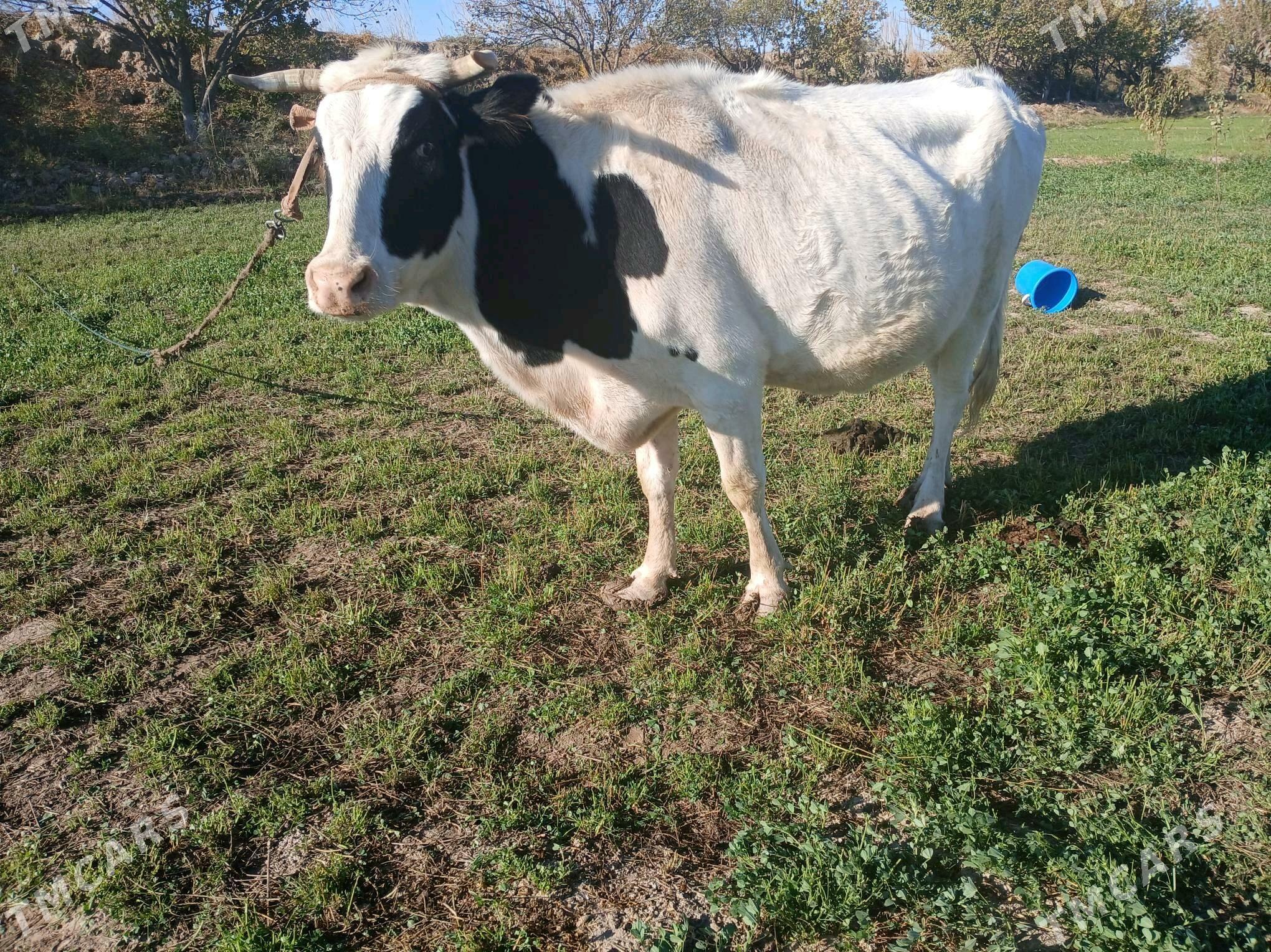 yetik bogaz - Farap - img 1