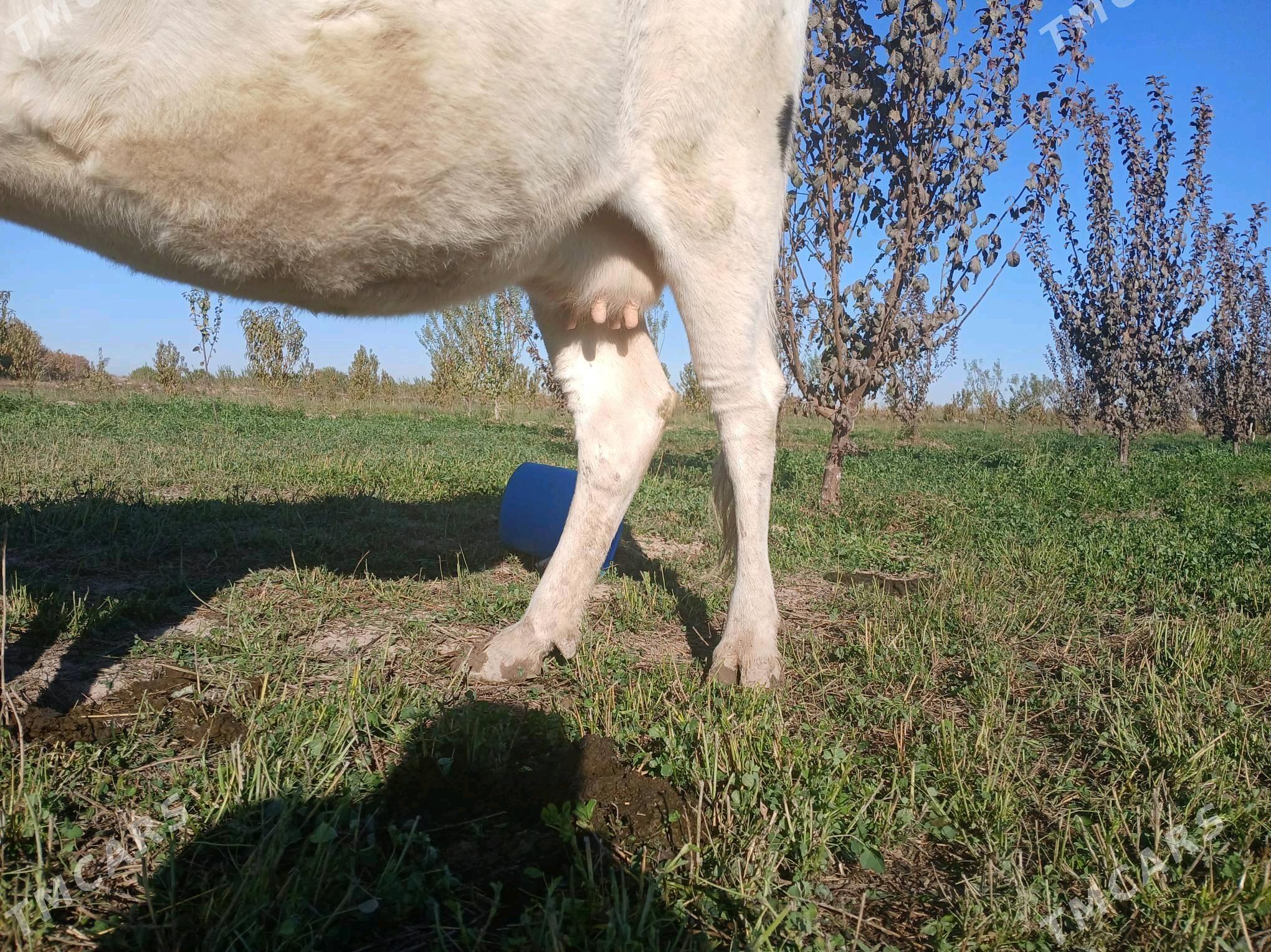 yetik bogaz - Фарап - img 3