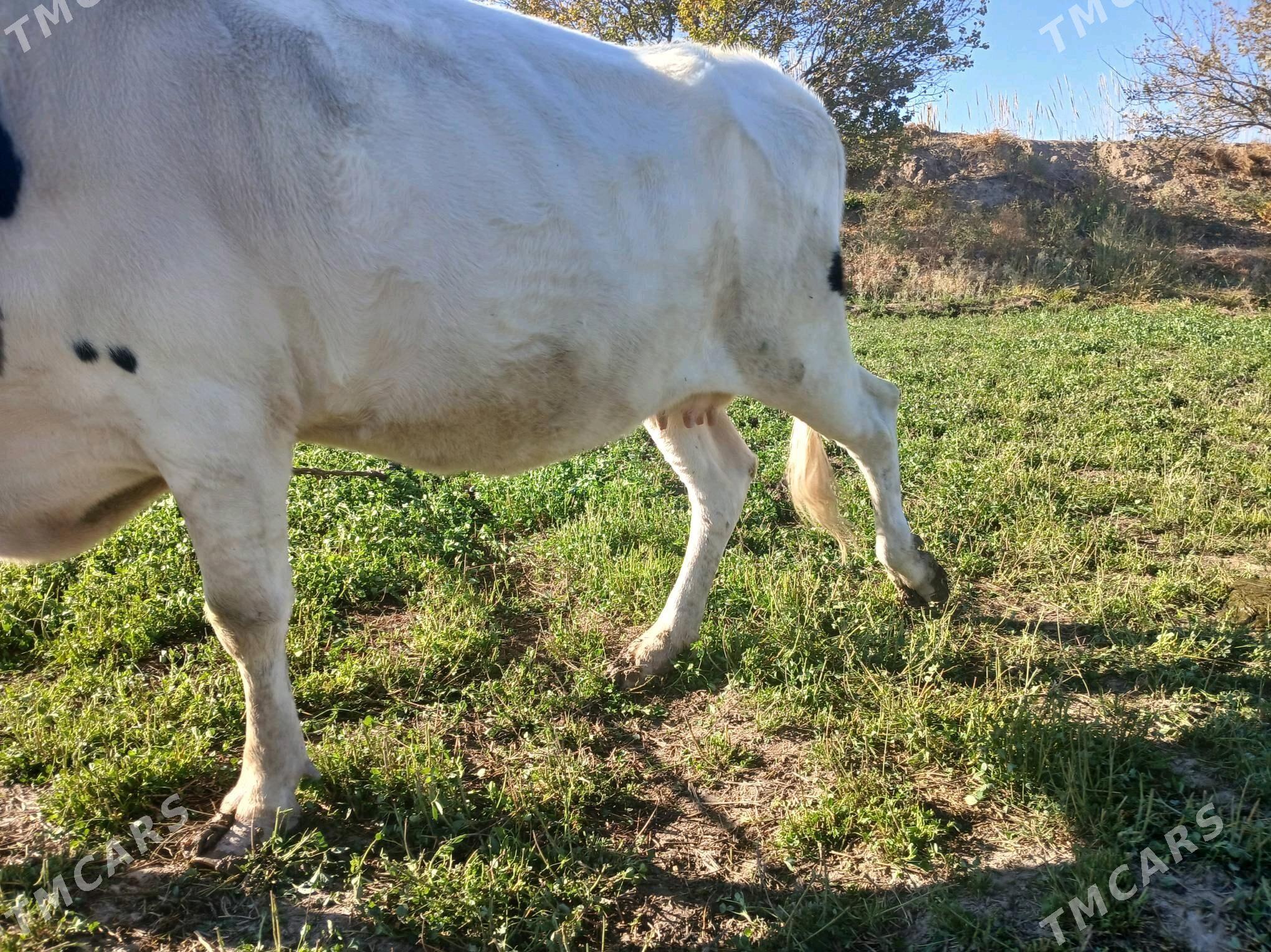 yetik bogaz - Фарап - img 2