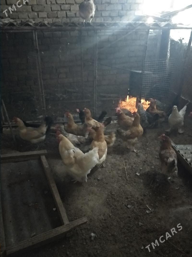 towuk - Мары - img 2