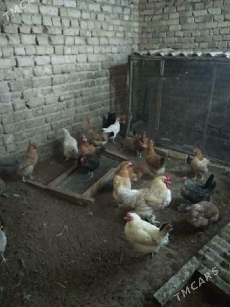 towuk - Мары - img 1