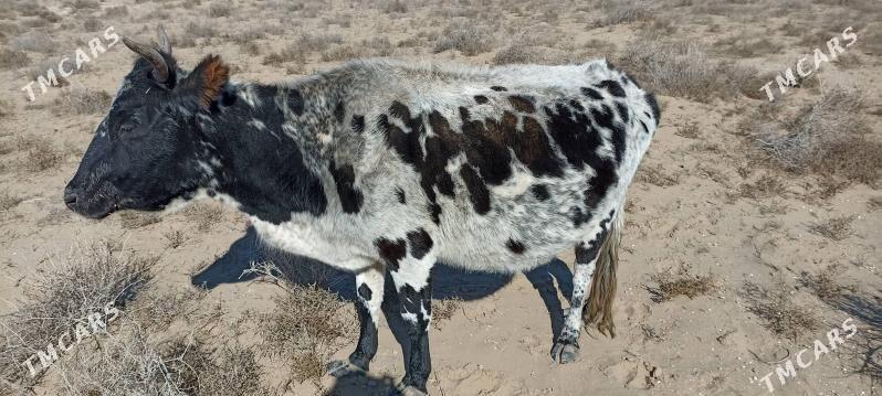 Sygyr - Эсенгулы - img 2