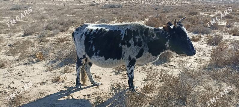 Sygyr - Эсенгулы - img 4