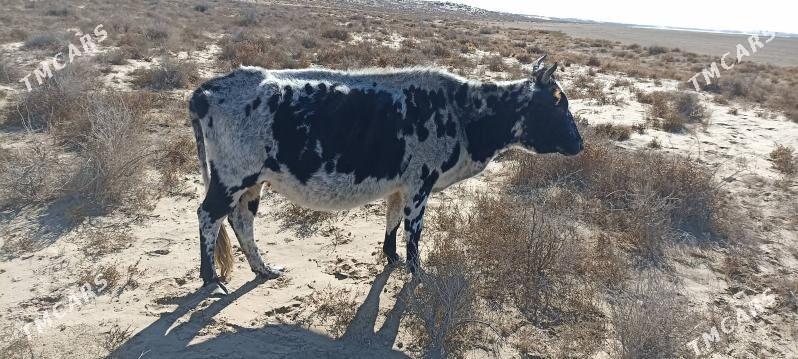 Sygyr - Эсенгулы - img 5