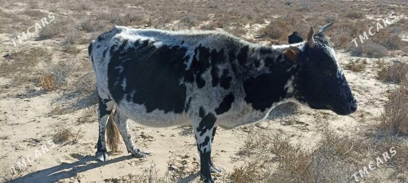 Sygyr - Эсенгулы - img 3