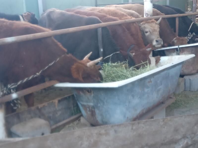 10.okiz. - Бузмеин - img 2