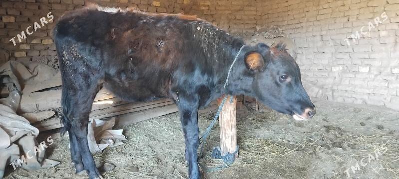 GULAJYN - Mary - img 2