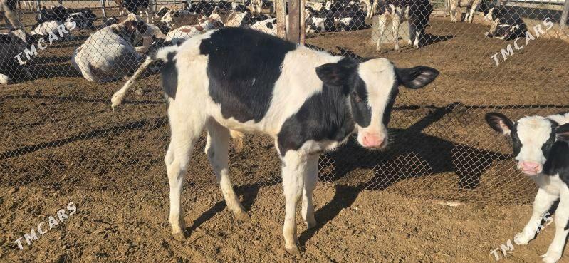 Galşteyn Галштейн öküzçe - Анев - img 3