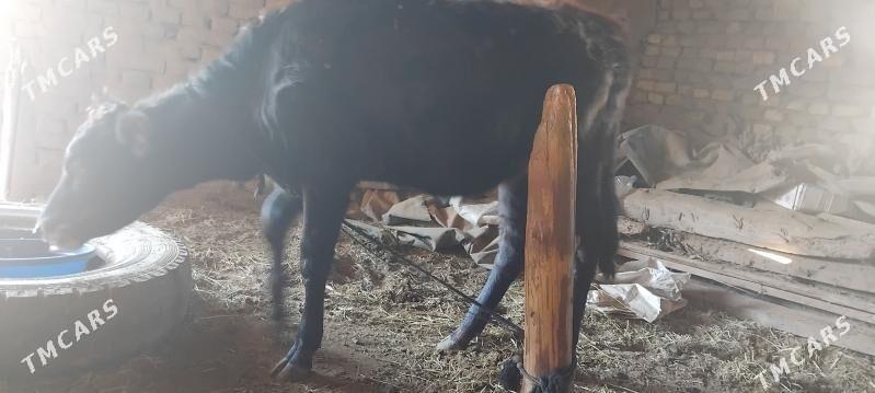 GULAJYN - Mary - img 3