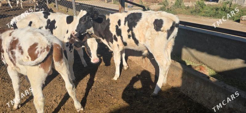 Galşteyn Галштейн öküzçe - Анев - img 4