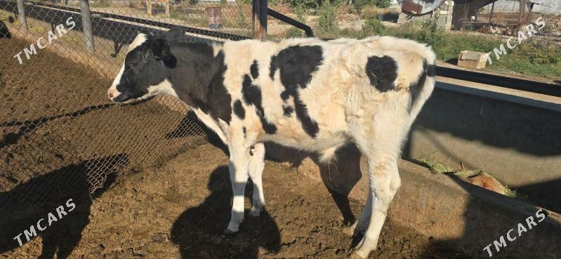 Galşteyn Галштейн öküzçe - Анев - img 1