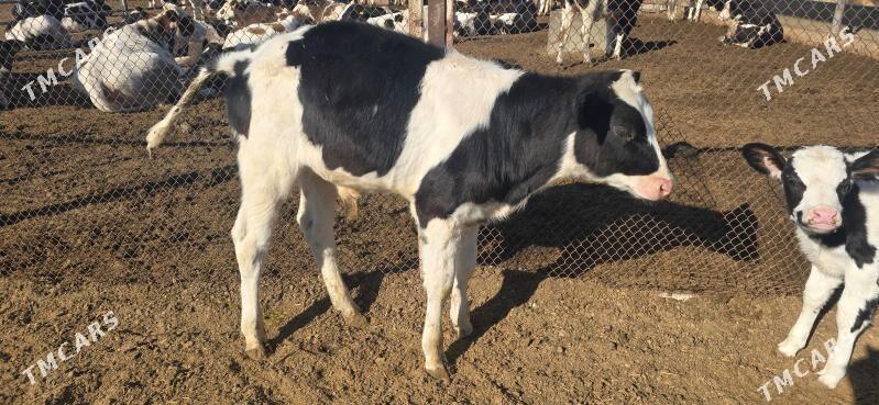 Galşteyn Галштейн öküzçe - Анев - img 2